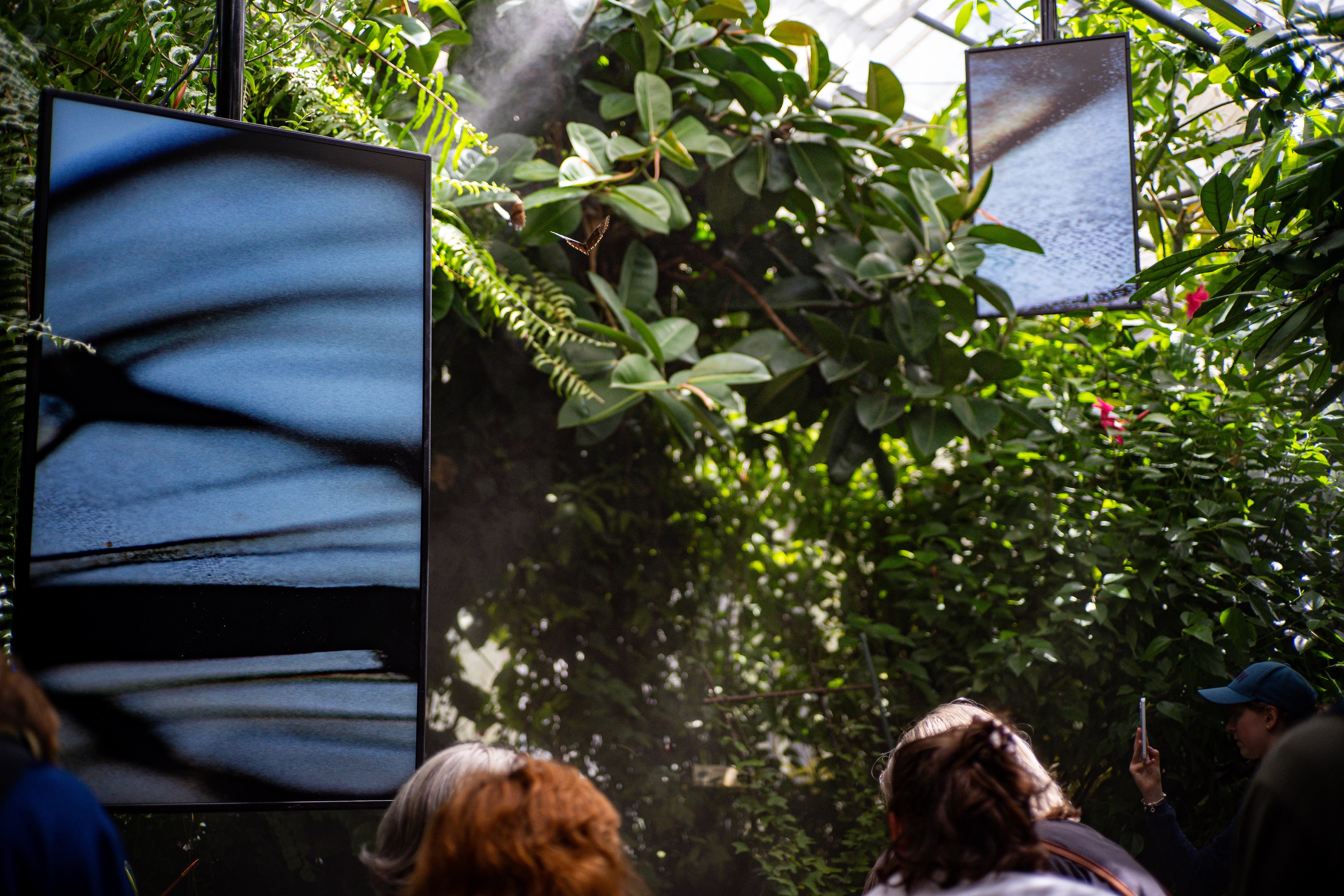 Die Displays im Schmetterlingshaus auf der Mainau