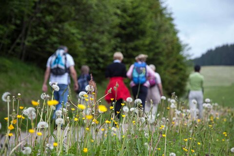 Wandern in Furtwangen