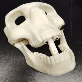 Gedrucktes Schädelmodell