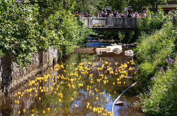 Man sieht etwa hundert gelbe Quietscheenten die auf einem Fluss schwimmen