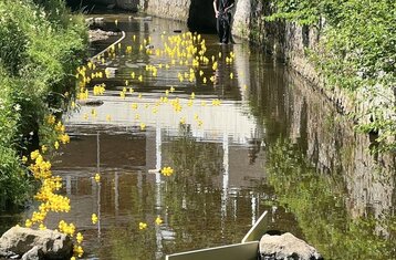 Quietscheenten die auf einem Fluss schwimmen