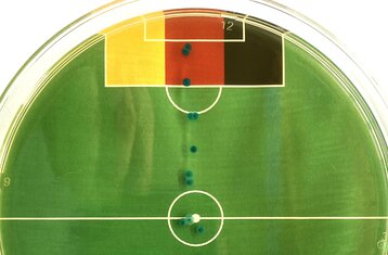 Bild der Petrischale