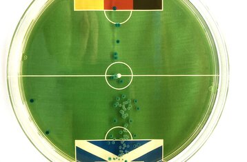 Bild der Keime in der Petrischale